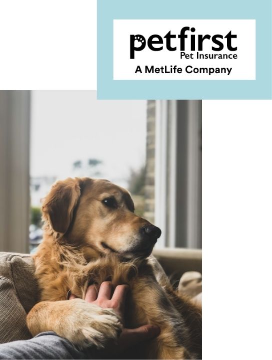 PetFirst SEO project